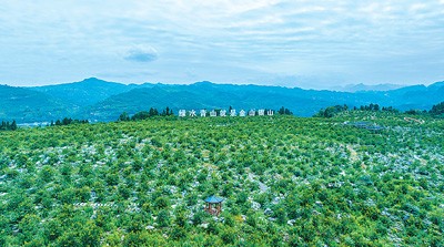  乐山市沙湾区现代农业园区佛手柑种植基地。张吉蔚摄