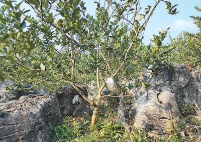 在怪石之间，佛手见缝插针，顽强生长。本报记者 熊 建摄