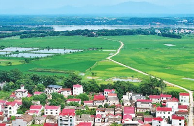  6月18日，江西省吉安市泰和县沿溪镇粮食产区，早稻长势喜人，绿满田畴。 邓和平摄（人民视觉）