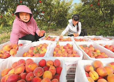 眼下正是夏日瓜果飘香的季节，安徽省亳州市蒙城县许疃镇小圩村农民在整理刚采摘的鲜桃。胡卫国摄（人民视觉）