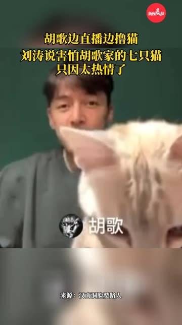 胡歌边直播边逗猫！ 胡歌刘涛