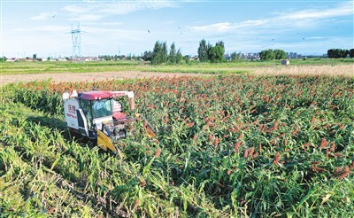 9月2日，山东省东营市东营区辛店街道哨头村村民在盐碱地里收获高粱。 刘智峰摄（人民视觉）