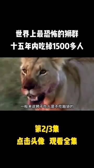 世界上最可怕的狮群，十五年间吞噬了超过1500人，当地 零距离