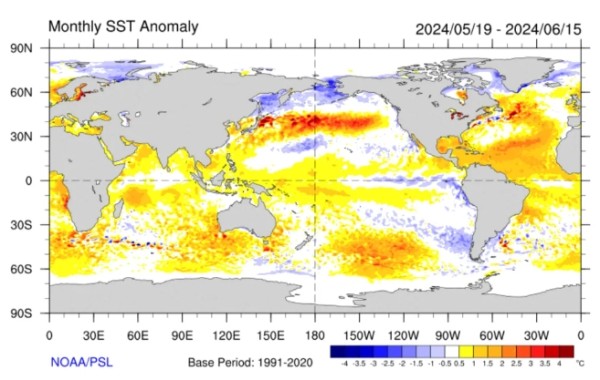 2024 年 5 月中旬到 6 月中旬的海温相较于 1991-2020 年平均的偏离程度（距平）。虽然赤道中东太平洋转为偏冷，表明厄尔尼诺事件已经结束；但热带大西洋、印度洋仍然显著偏暖，它们导致了随后西北太平洋副热带高压的显著偏强。