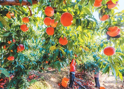 近日，河北省遵化市兴旺寨镇西达峪村农民在山地果园收获秋桃。 刘满仓摄（新华社发）