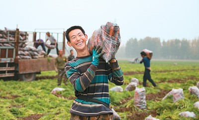 日前，在山东省东营市广饶县乐安街道杜宋村的农田里，农民正在将收获的胡萝卜装车。刘云杰摄（人民视觉）