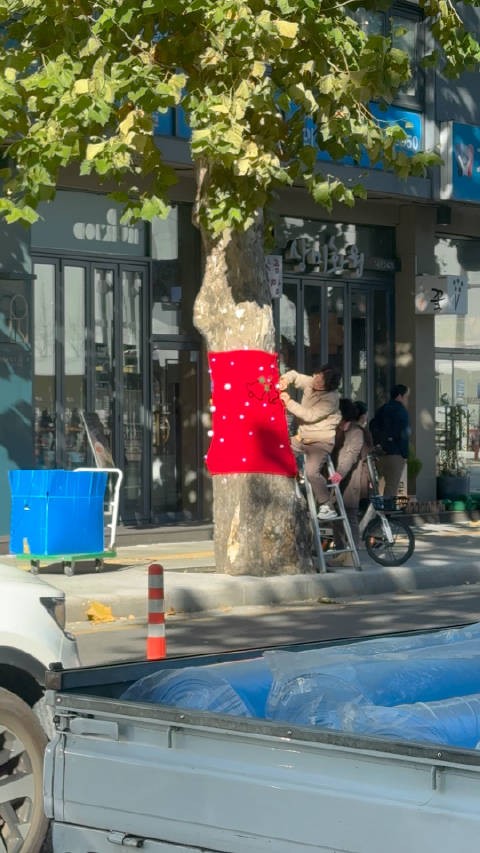 车上看到这幕就赶紧拍下来了，再往前发现整条街的树都被系了围巾…