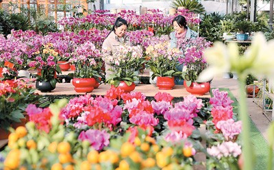 大寒临近，蝴蝶兰、百合、仙客来等鲜花竞相绽放，市民在山东省东营市东营区文汇街道胜利花卉市场选购花卉。 刘智峰摄（人民视觉）