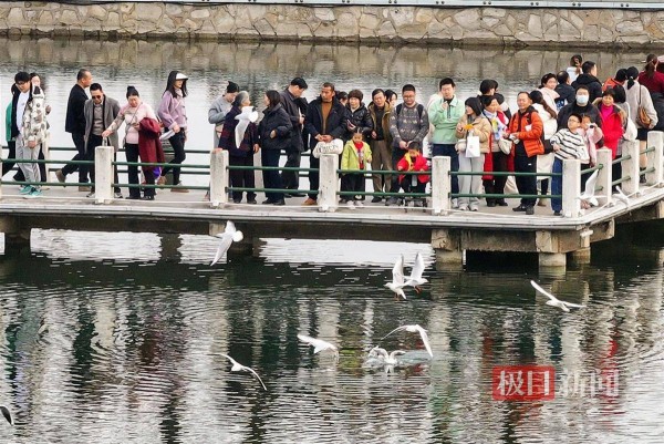 大年初二武汉东湖：红嘴鸥嬉戏添生机