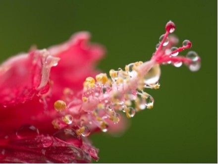 2016年雨水时节，海南春雨绵绵，一朵牵牛花上挂满晶莹的雨珠。（图片来源：新华社）