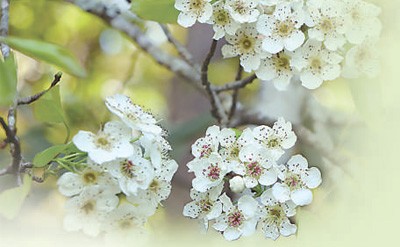 春花春菜市场热销