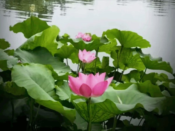 池塘换新妆 玉洁冰清样〔越调 小桃红〕夏荷（外三首）