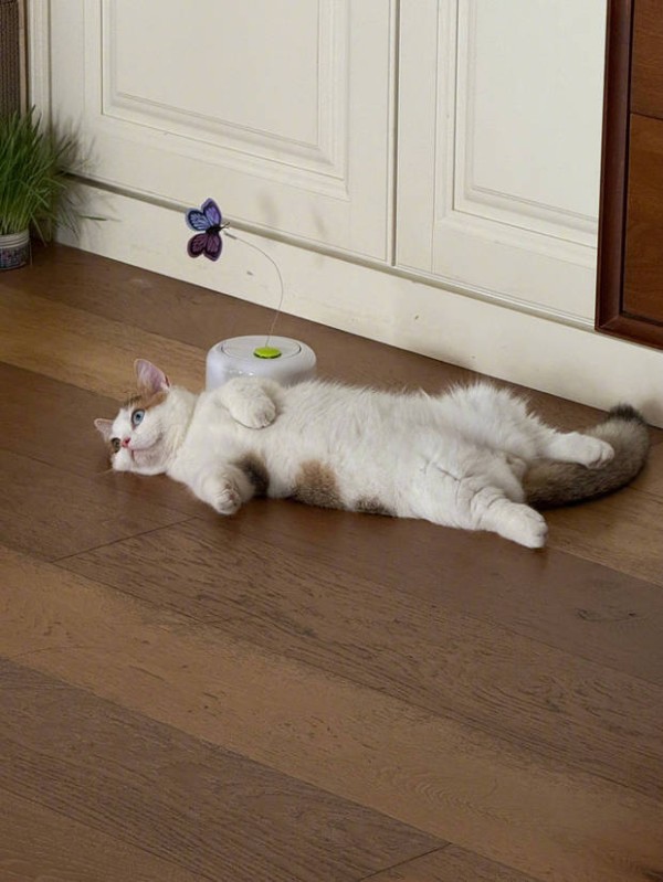 张馨予夸赞小猫咪超可爱。