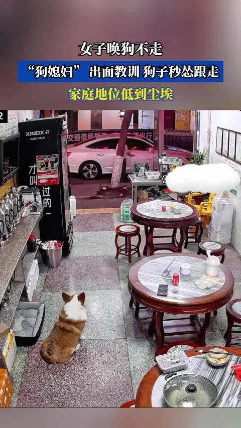 女子唤狗不走，“狗媳妇” 出面教训，狗子秒怂跟走，家庭地位低到尘埃