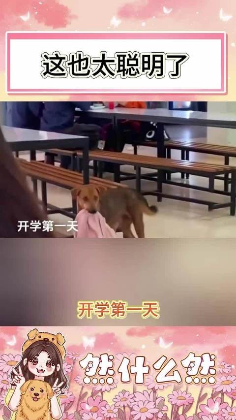 这狗也太聪明了，给你艾特一个不聪明的