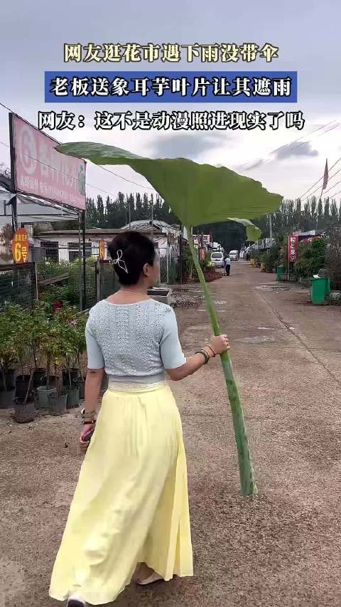 网友逛花市遇下雨没带伞，老板送象耳芋叶片让其遮雨！