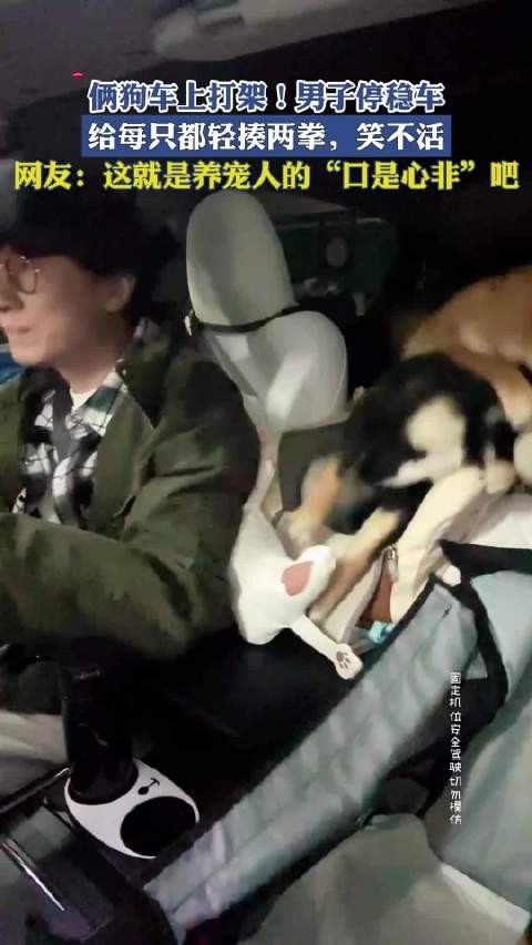 俩狗车上打架！男子停稳车，给每只都轻揍两拳，笑不活！