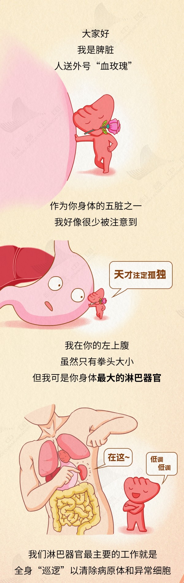 身体里最大的淋巴器官，却有一个致命的弱点，请保护好它！