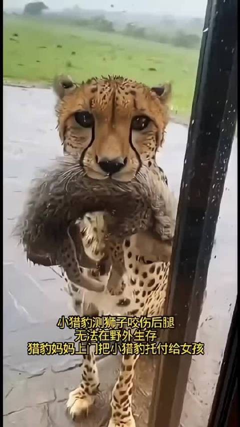 小猎豹被狮子咬断后腿,猎豹妈妈把小猎豹托付给女孩