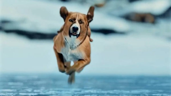 狗狗才是人类最忠实的朋友，不接受任何反驳