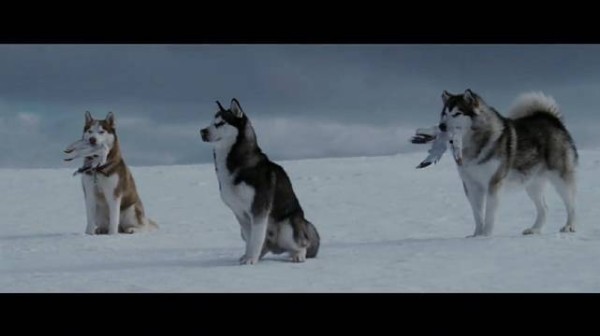 《南极大冒险》改编真实事件,8只狗幸存6只