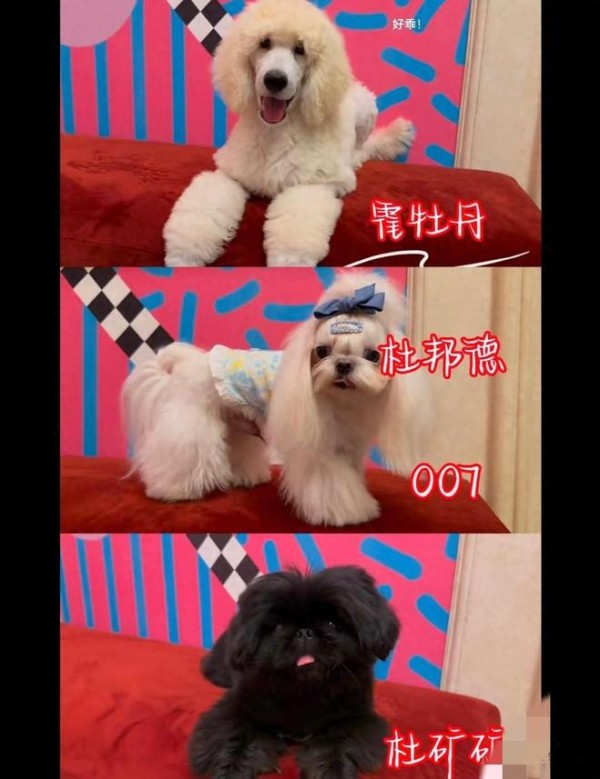 霍思燕携爱犬参加国际比赛获得全场总冠军，杜江自豪发文