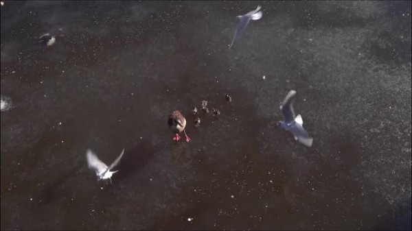 埃及雁为什么一生只有一个伴侣，让我们一探究竟！