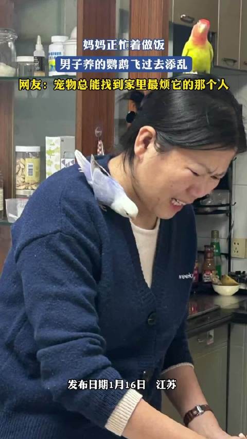 男子鹦鹉趁妈妈做饭捣乱引网友共鸣