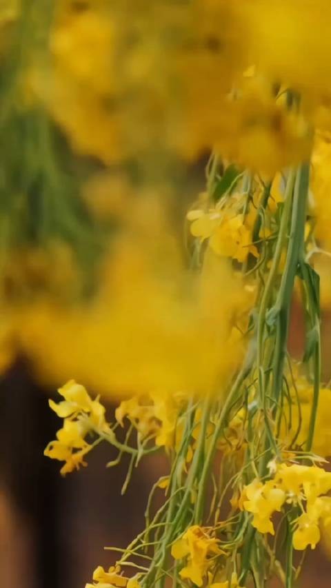 邓为多角色演绎与品牌代言动态