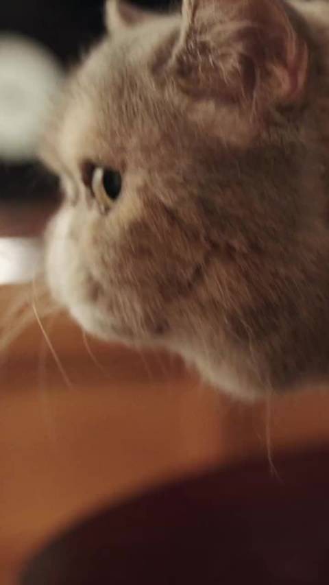 来听刘亦菲宝格丽“蜕变新生”幕后花絮 怎么觉得刘亦菲英文说的更好听了