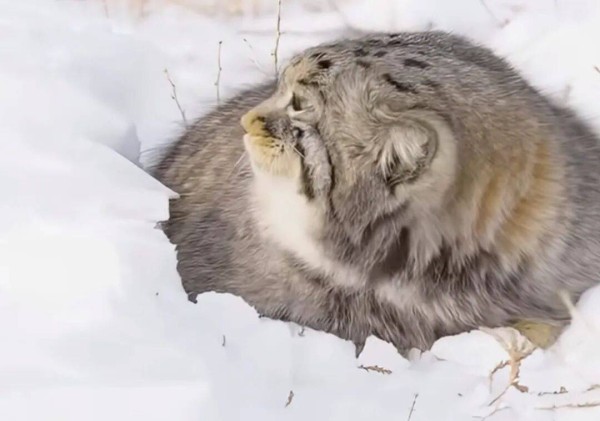 深夜话题:那个教媚术的女人竟然挣了八位数。