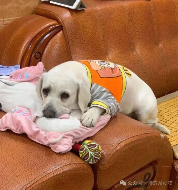 网友去景德镇玩给狗买了个戒指……日子怎么会跟谁过都一样！