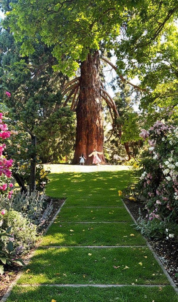 唐艺昕拥抱巨大古树。