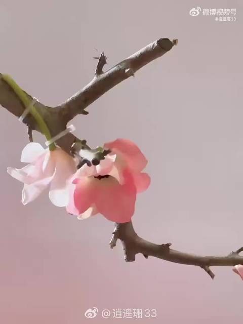 张钧甯春晚粉黛造型惊艳亮相