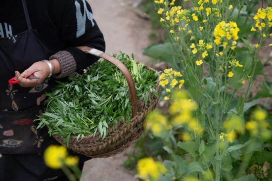 安徽省黄山市歙县坑口乡新安江畔，村民准备将采摘的野菜带回家。新华社记者 张端 摄