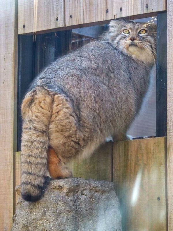 【付费故事】这看起来很会蹦迪的花花公子，竟然是个缺爱情种