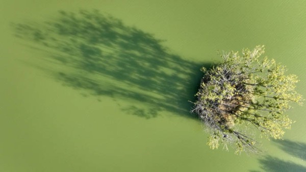 初唐骈文双璧 | 周丹枫