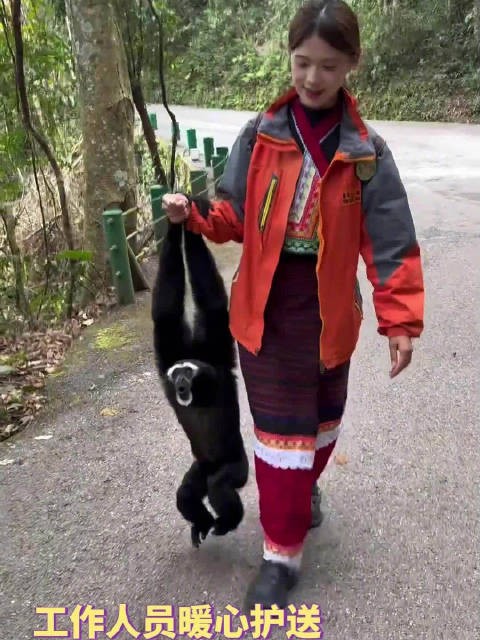 工作人员暖心护送,白眉长臂猿一路鸣叫回应,网友:感受到人与自然的和谐!