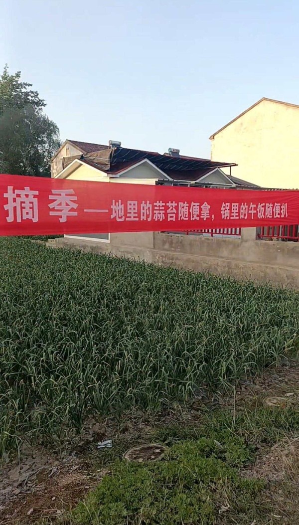 种蒜大户百亩蒜薹被近千人2天抽完！蒜薹还是蒜苔？一字之差大有讲究