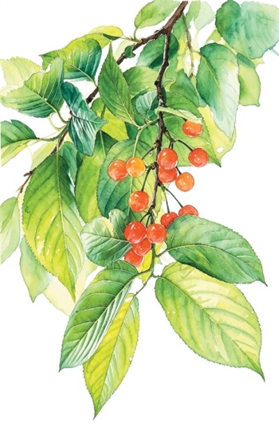 一味苦中甘 小得即圆满（食愈24节气）