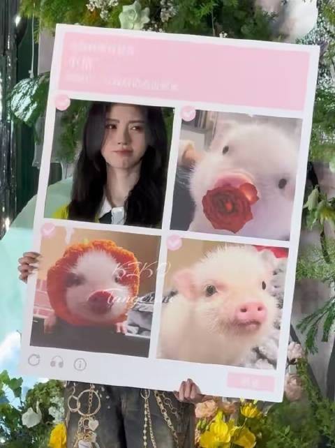 小猪本尊来啦哈哈哈