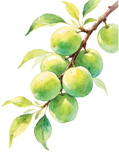 小鲜藏至味 苦夏始清补（食愈24节气）