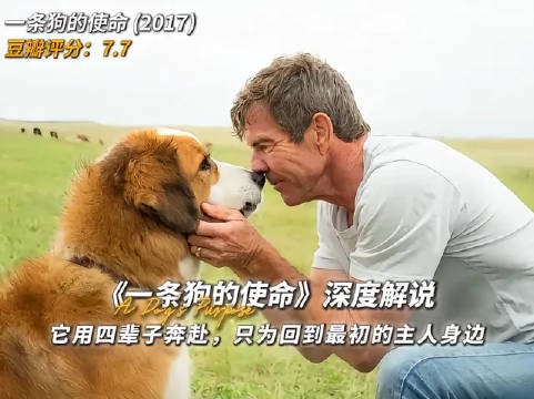 它耗尽四世轮回，只求重归最初那个主人身旁 跨越生死的爱