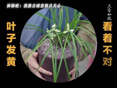 兰香如故大爷爱恨浇花致花枯死
