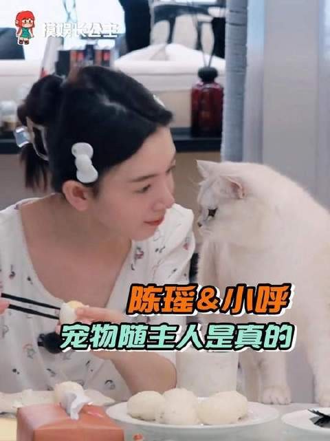 求陈瑶传授新手养猫秘籍
