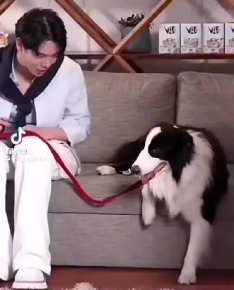 我特么要笑死了啊黄贤躺老婆的狗和躺自己的狗，这视频谁看了能不笑