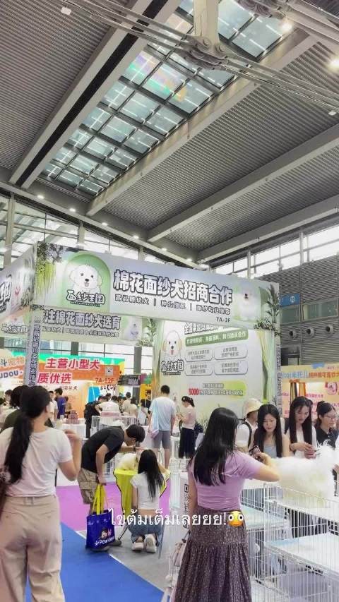 老糕竟然从泰国飞到深圳看宠物展 真爱是棉花面纱犬
