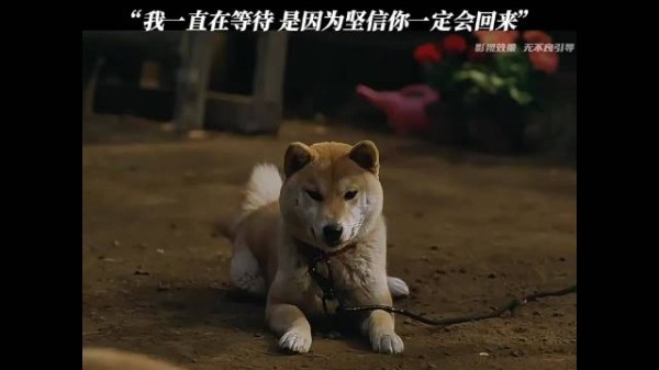 我一直在等待 是因为坚信你一定会回来!