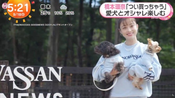 桥本环奈为爱犬狂买衣服,多到数不过来