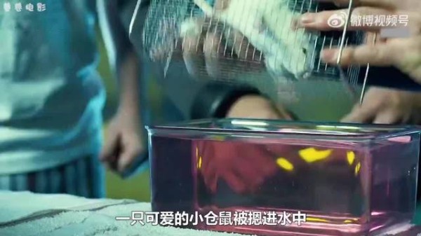 男人将仓鼠摁进全氟化碳,没想到它竟恢复了呼吸